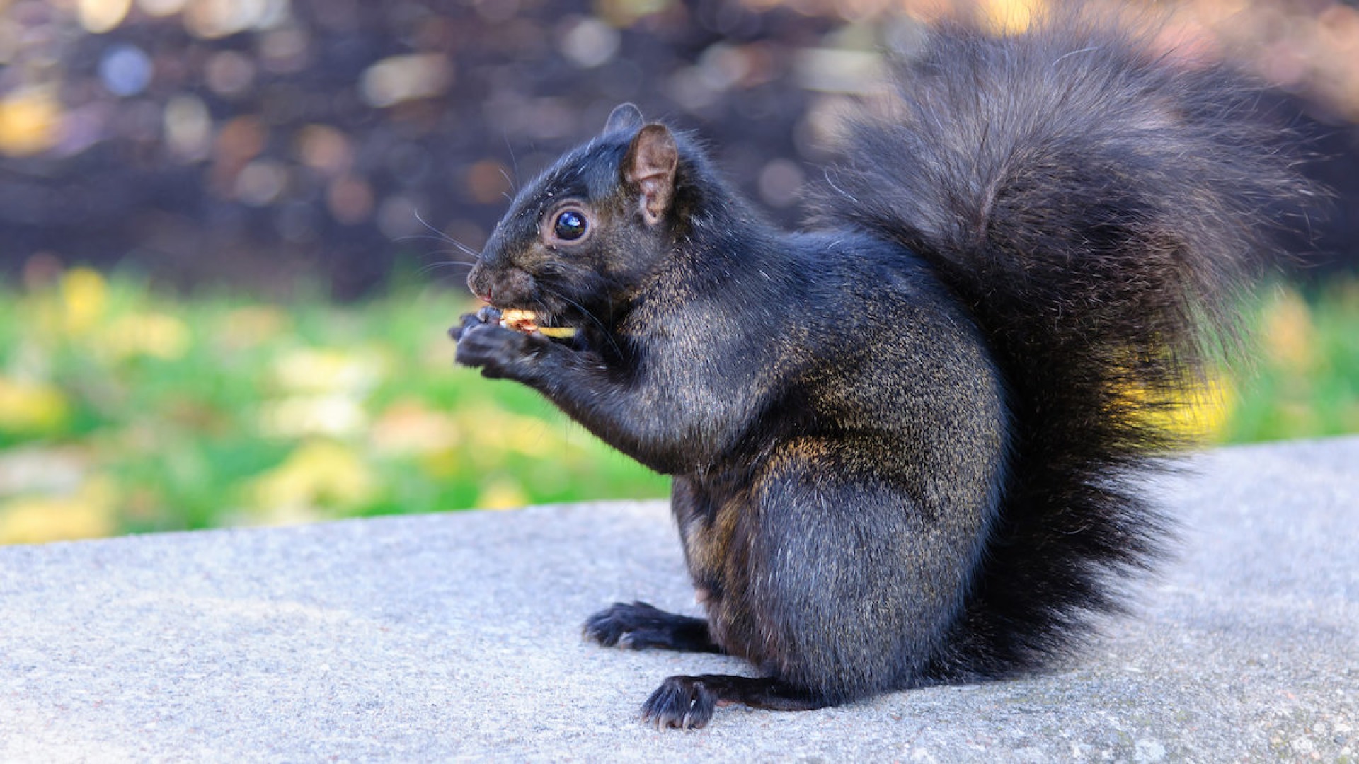 Celebrate CB Black Squirrel Scavenger Hunt May 15, 2021 Unleash