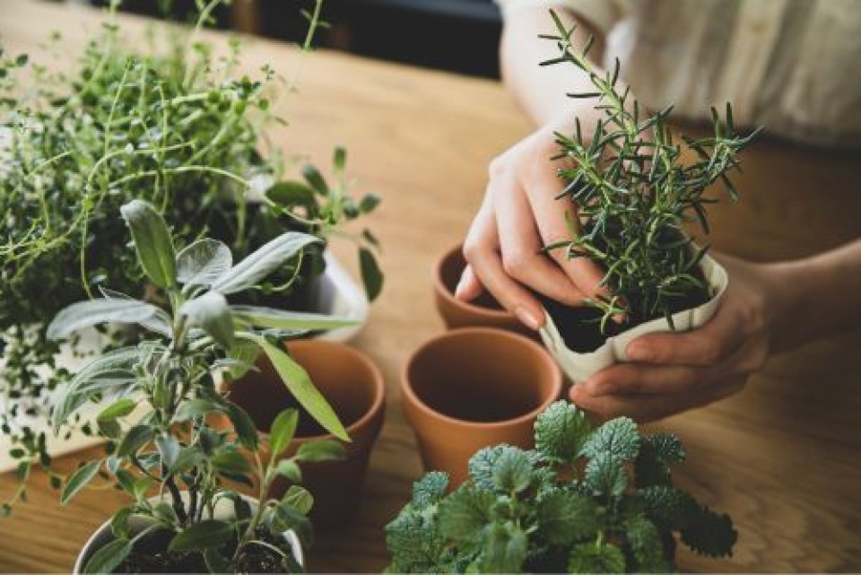 Featured image for Edible Herb Gardening: Grow, Pair & Preserve