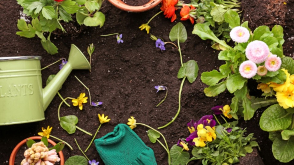 Featured image for Flower Power: Healing Stress Through Gardening