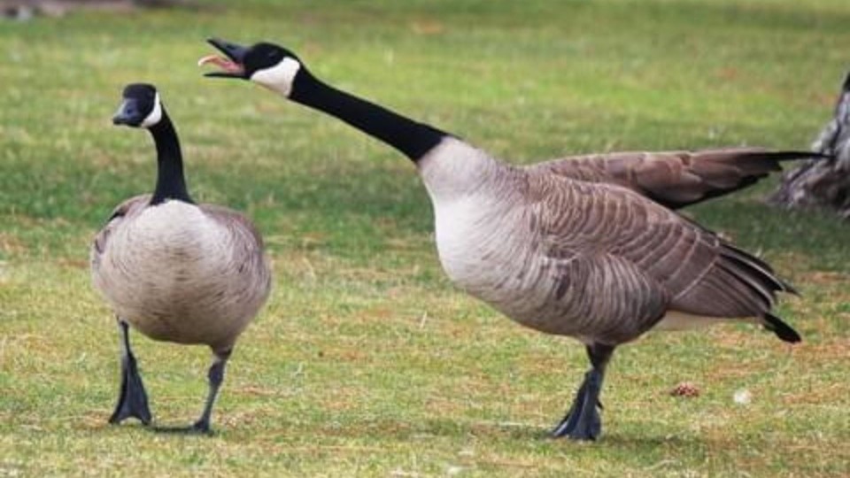 Featured image for Zoning Board of Adjustment Meeting