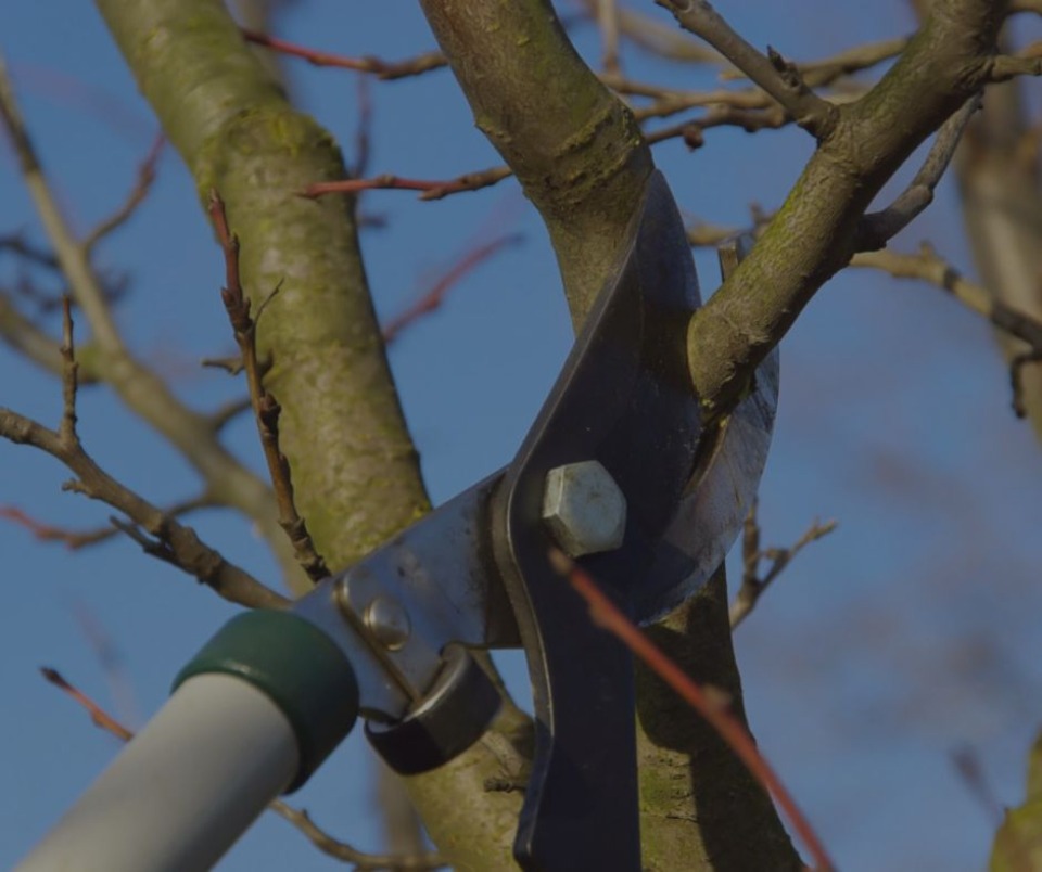 Featured image for Lunch and Learn: Getting Started with Genealogy