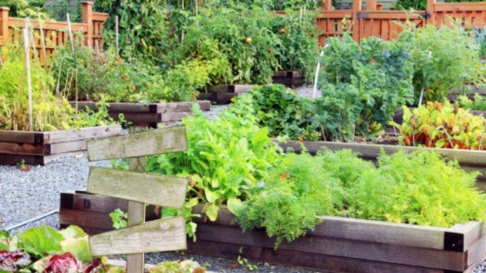 Featured image for The 100-Day Gardening Plan: Growing for a Great Fall Harvest