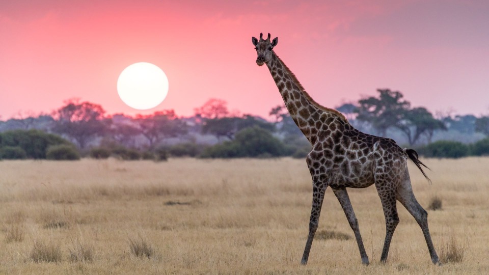 Featured image for The Giraffes of Mount Kilimanjaro