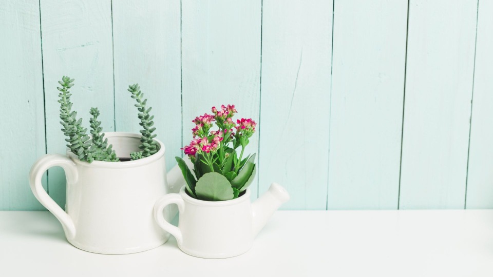 Featured image for FREE BLS Provider (Online Class)