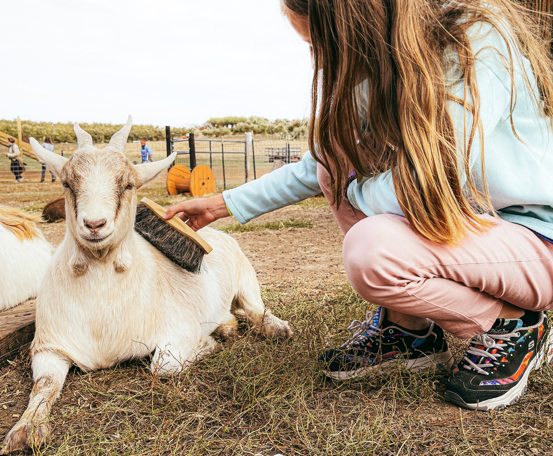 Girl brushing a goat at the pumpkin patch