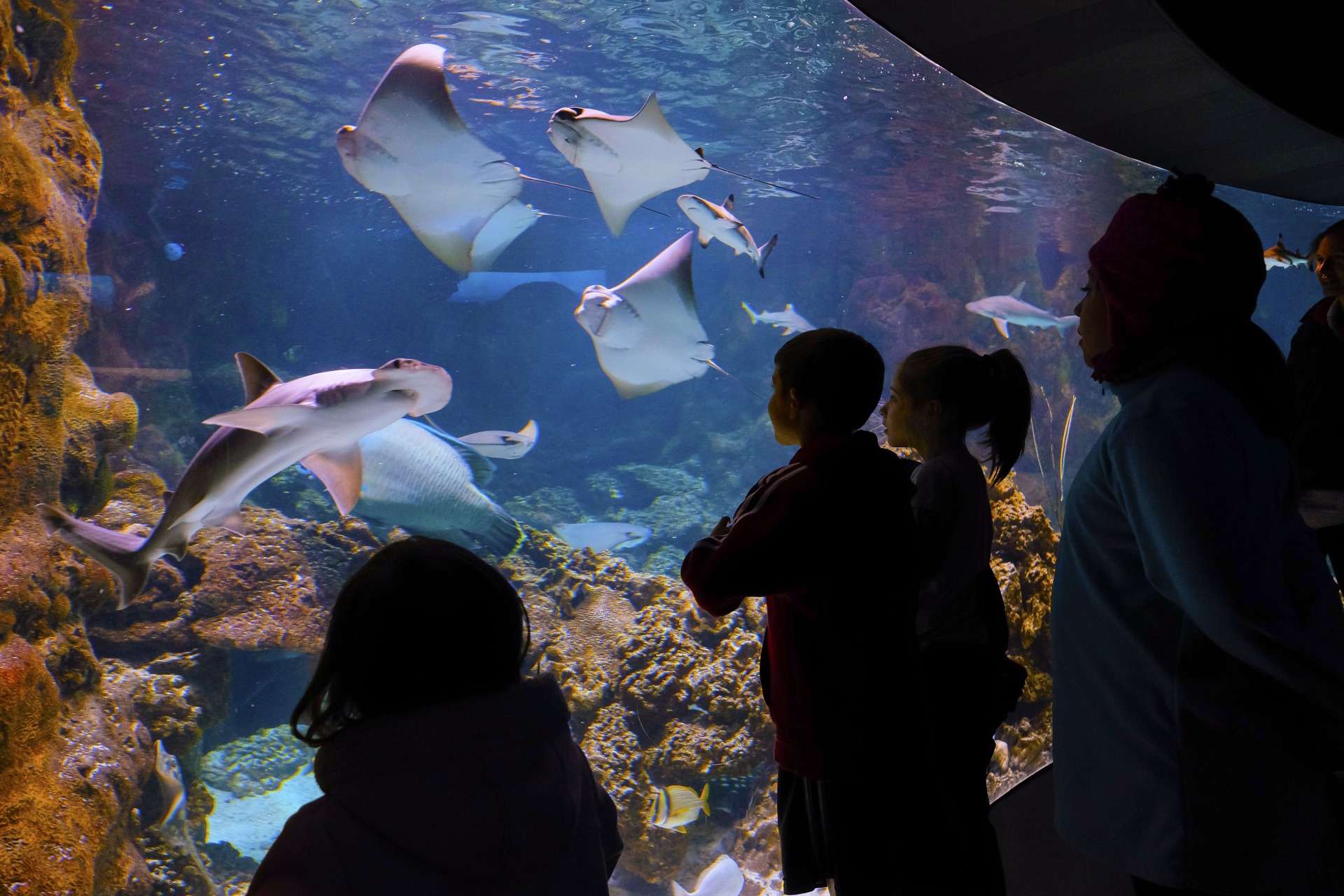 Kids looking through the glass at the fish and sharks swimming at the aquarium
