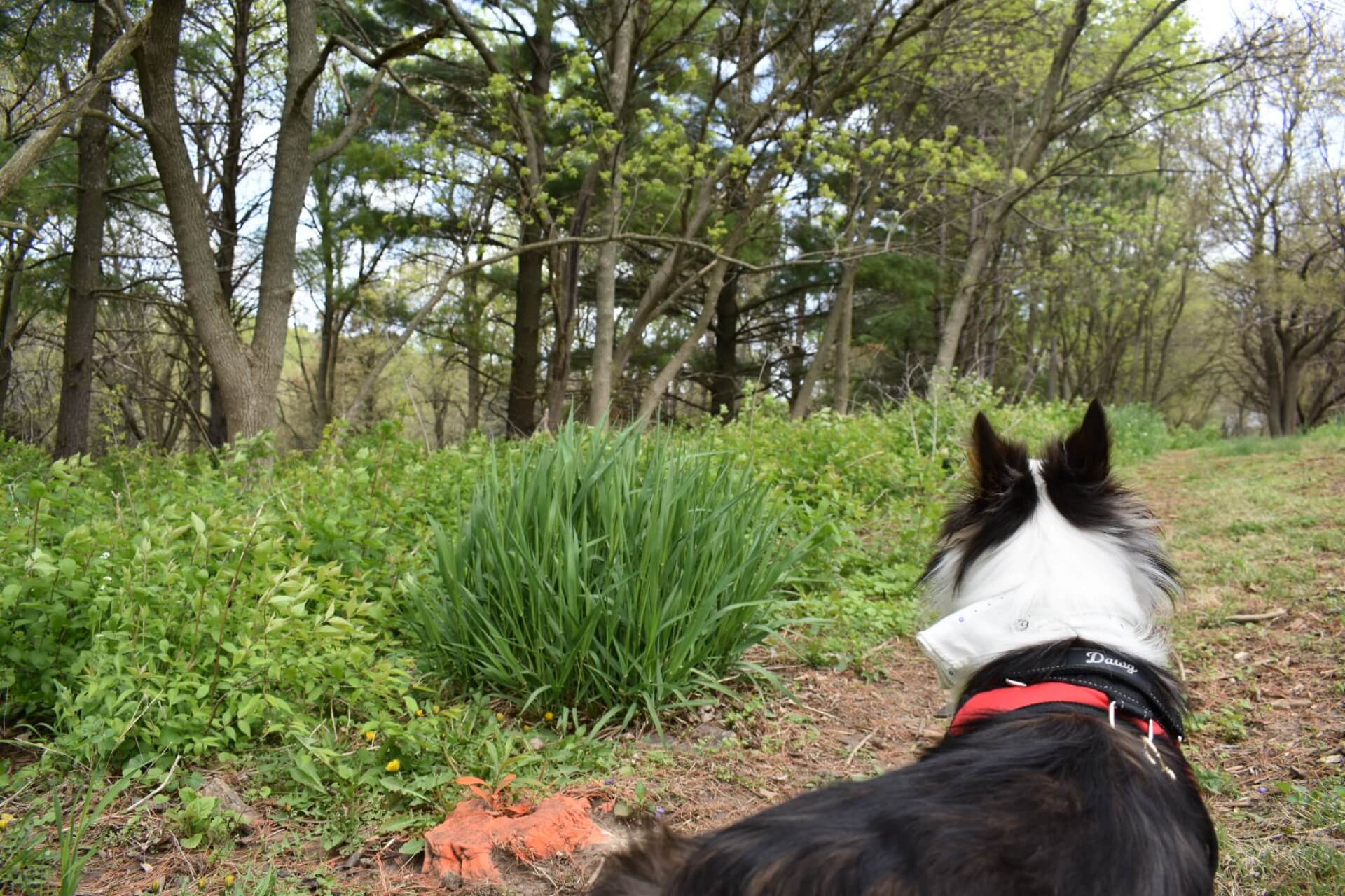 A dog enjoys a walk at Arrowhead Park