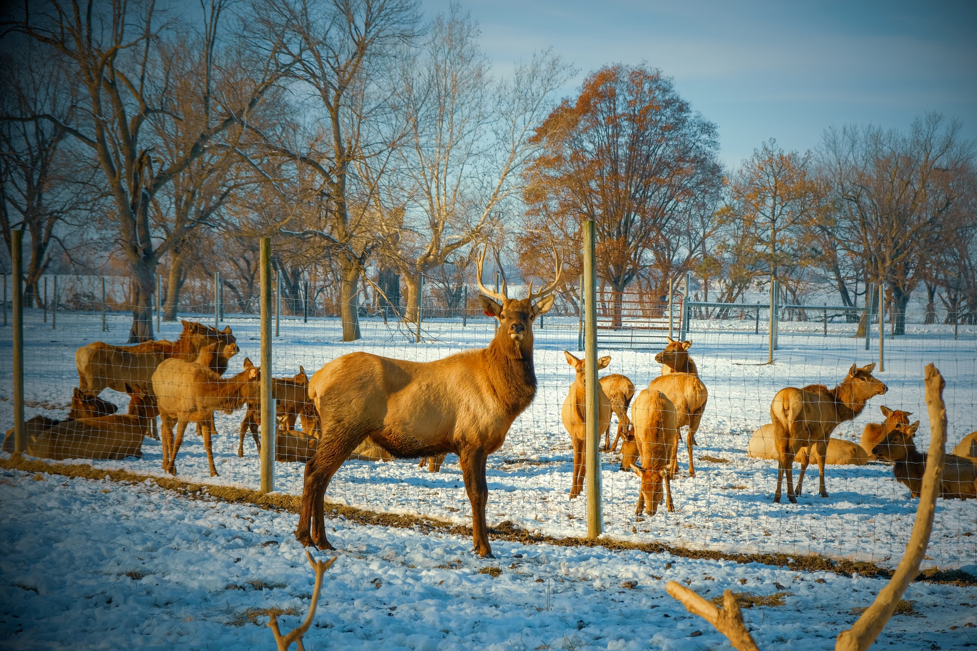 bison